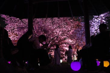 NAKED 桜の新宿御苑 2023に投稿された画像（2023/3/31）