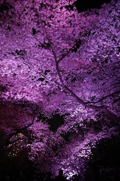 NAKED 桜の新宿御苑 2023に投稿された画像（2023/3/31）