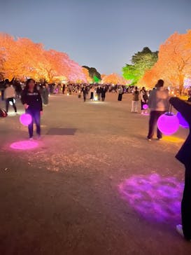 NAKED 桜の新宿御苑 2023に投稿された画像（2023/3/31）