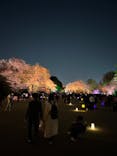 NAKED 桜の新宿御苑 2023に投稿された画像（2023/3/31）