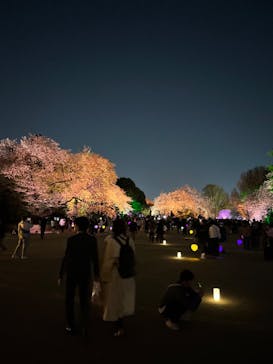 NAKED 桜の新宿御苑 2023に投稿された画像（2023/3/31）