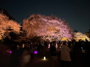 NAKED 桜の新宿御苑 2023に投稿された画像（2023/3/31）