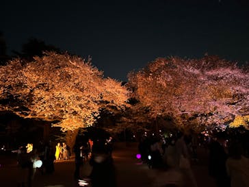 NAKED 桜の新宿御苑 2023に投稿された画像（2023/3/31）