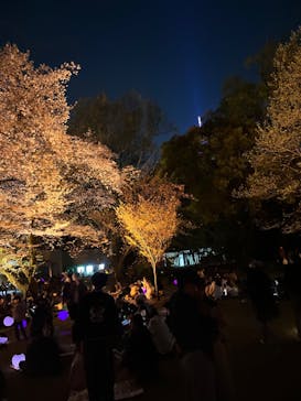 NAKED 桜の新宿御苑 2023に投稿された画像（2023/3/31）