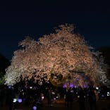 NAKED 桜の新宿御苑 2023に投稿された画像（2023/3/31）