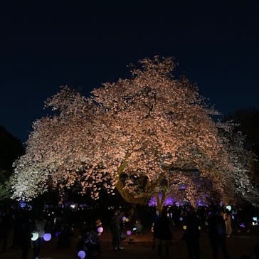 NAKED 桜の新宿御苑 2023に投稿された画像（2023/3/31）