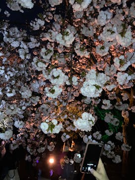 NAKED 桜の新宿御苑 2023に投稿された画像（2023/3/31）