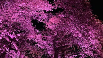 NAKED 桜の新宿御苑 2023に投稿された画像（2023/3/31）