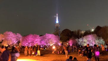 NAKED 桜の新宿御苑 2023に投稿された画像（2023/3/31）