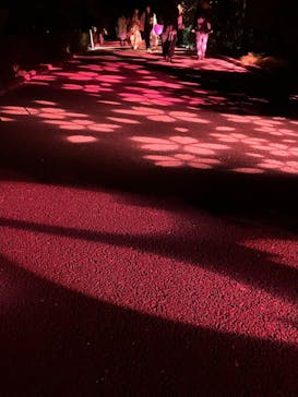 NAKED 桜の新宿御苑 2023に投稿された画像（2023/3/31）