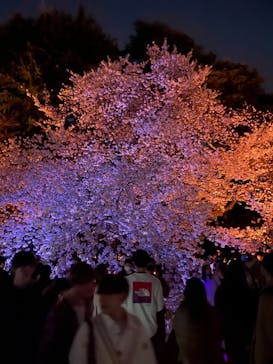 NAKED 桜の新宿御苑 2023に投稿された画像（2023/3/31）