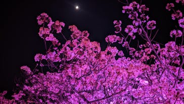 NAKED 桜の新宿御苑 2023に投稿された画像（2023/3/31）