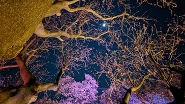 NAKED 桜の新宿御苑 2023に投稿された画像（2023/3/31）