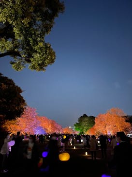 NAKED 桜の新宿御苑 2023に投稿された画像（2023/3/31）