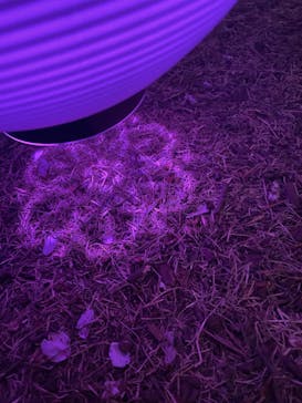 NAKED 桜の新宿御苑 2023に投稿された画像（2023/3/31）