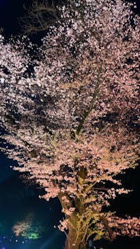 NAKED 桜の新宿御苑 2023に投稿された画像（2023/3/31）