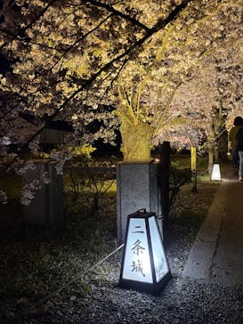 『NAKED FLOWERS 2023 桜 世界遺産・二条城』に投稿された画像（2023/3/31）