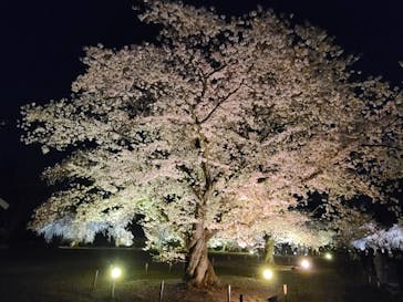 『NAKED FLOWERS 2023 桜 世界遺産・二条城』に投稿された画像（2023/3/31）
