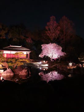 『NAKED FLOWERS 2023 桜 世界遺産・二条城』に投稿された画像（2023/3/31）