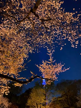 NAKED 桜の新宿御苑 2023に投稿された画像（2023/3/31）