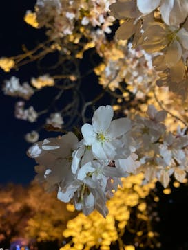 NAKED 桜の新宿御苑 2023に投稿された画像（2023/3/31）