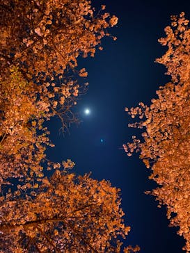 NAKED 桜の新宿御苑 2023に投稿された画像（2023/3/31）