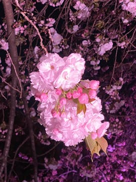 NAKED 桜の新宿御苑 2023に投稿された画像（2023/3/31）