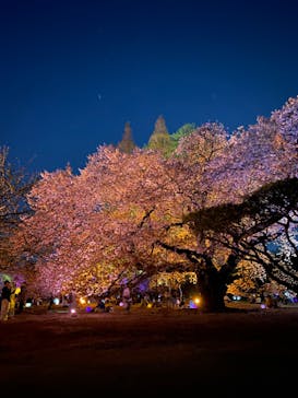 NAKED 桜の新宿御苑 2023に投稿された画像（2023/3/31）