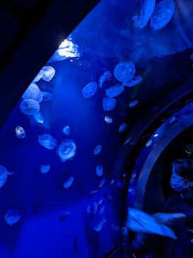 サンシャイン水族館に投稿された画像（2023/3/31）