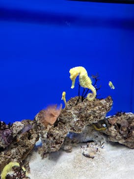 サンシャイン水族館に投稿された画像（2023/3/31）