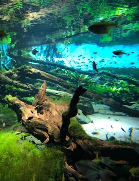 カワスイ 川崎⽔族館に投稿された画像（2023/3/21）