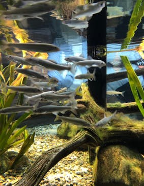 カワスイ 川崎⽔族館に投稿された画像（2023/3/21）