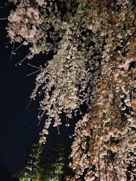 『NAKED FLOWERS 2023 桜 世界遺産・二条城』に投稿された画像（2023/3/31）