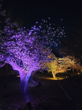 『NAKED FLOWERS 2023 桜 世界遺産・二条城』に投稿された画像（2023/3/31）