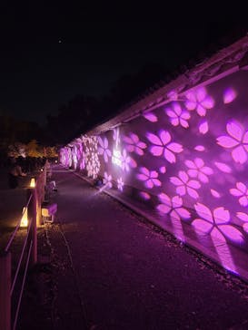 『NAKED FLOWERS 2023 桜 世界遺産・二条城』に投稿された画像（2023/3/31）