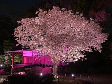 『NAKED FLOWERS 2023 桜 世界遺産・二条城』に投稿された画像（2023/3/31）