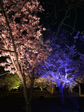 『NAKED FLOWERS 2023 桜 世界遺産・二条城』に投稿された画像（2023/3/31）