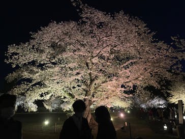 『NAKED FLOWERS 2023 桜 世界遺産・二条城』に投稿された画像（2023/3/31）