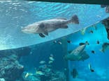 沖縄美ら海水族館に投稿された画像（2023/4/1）