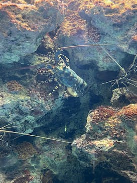 沖縄美ら海水族館に投稿された画像（2023/3/31）