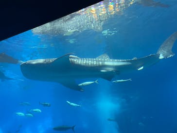 沖縄美ら海水族館に投稿された画像（2023/3/31）