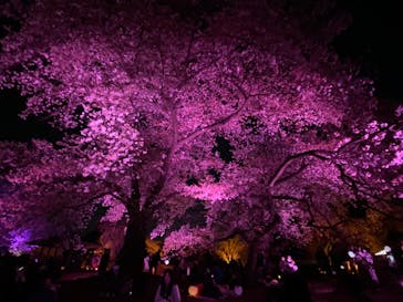 NAKED 桜の新宿御苑 2023に投稿された画像（2023/3/31）