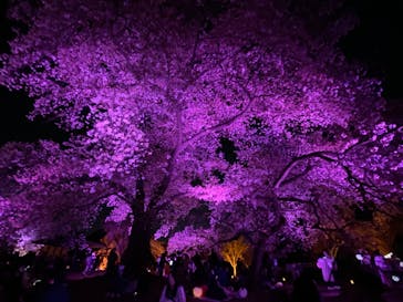 NAKED 桜の新宿御苑 2023に投稿された画像（2023/3/31）