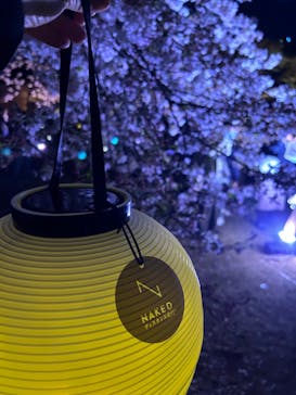 NAKED 桜の新宿御苑 2023に投稿された画像（2023/3/31）