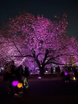 NAKED 桜の新宿御苑 2023に投稿された画像（2023/3/31）