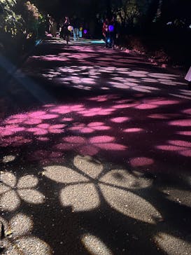 NAKED 桜の新宿御苑 2023に投稿された画像（2023/3/31）