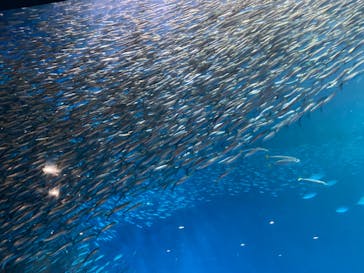 名古屋港水族館に投稿された画像（2023/3/31）