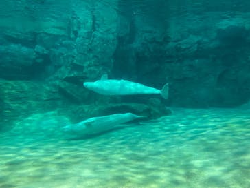 名古屋港水族館に投稿された画像（2023/3/31）