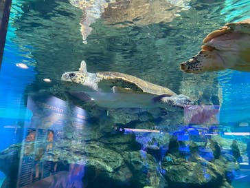 名古屋港水族館に投稿された画像（2023/3/31）