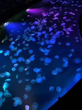 すみだ水族館に投稿された画像（2023/3/31）